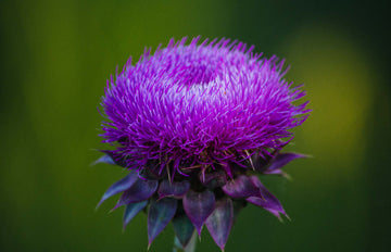 Does milk thistle help with hangovers?