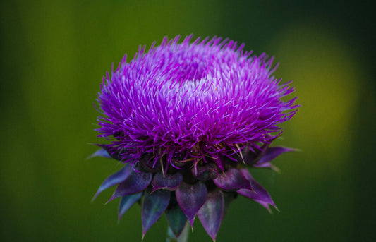 Does milk thistle help with hangovers?