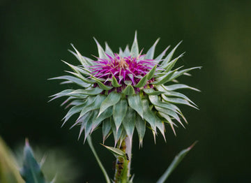 When to take milk thistle - morning or night?